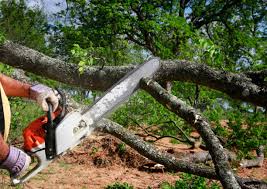 Best Commercial Tree Services  in Cedar Knolls, NJ