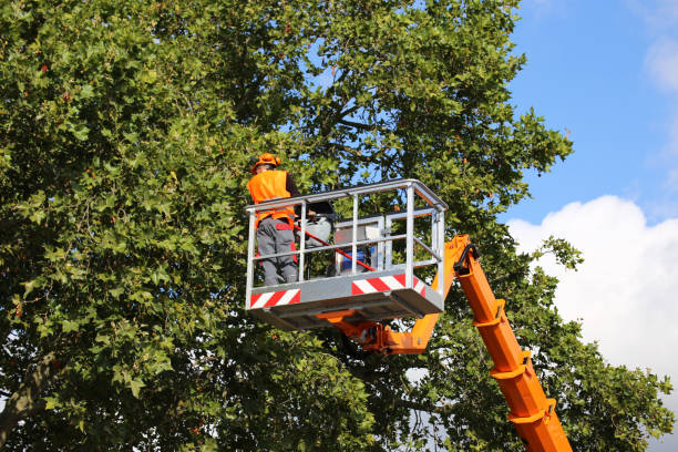 Best Tree Preservation Services  in Cedar Knolls, NJ