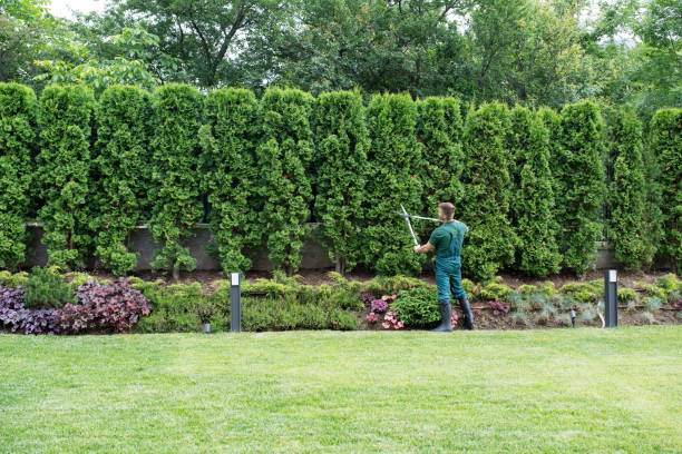 Professional Tree Removal in Cedar Knolls, NJ