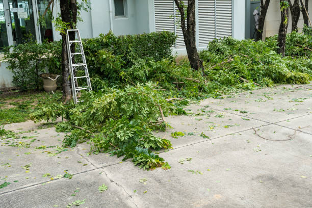 How Our Tree Care Process Works  in  Cedar Knolls, NJ