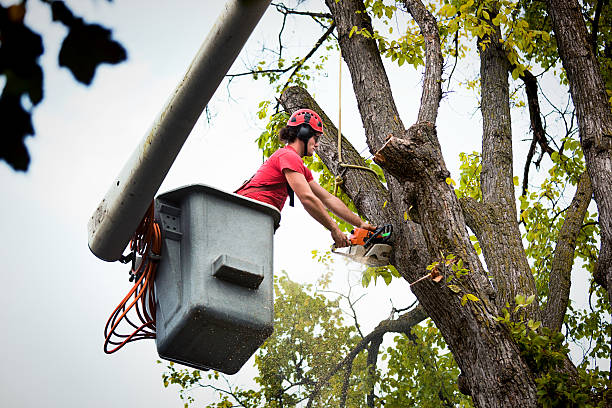 Best Firewood Processing and Delivery  in Cedar Knolls, NJ